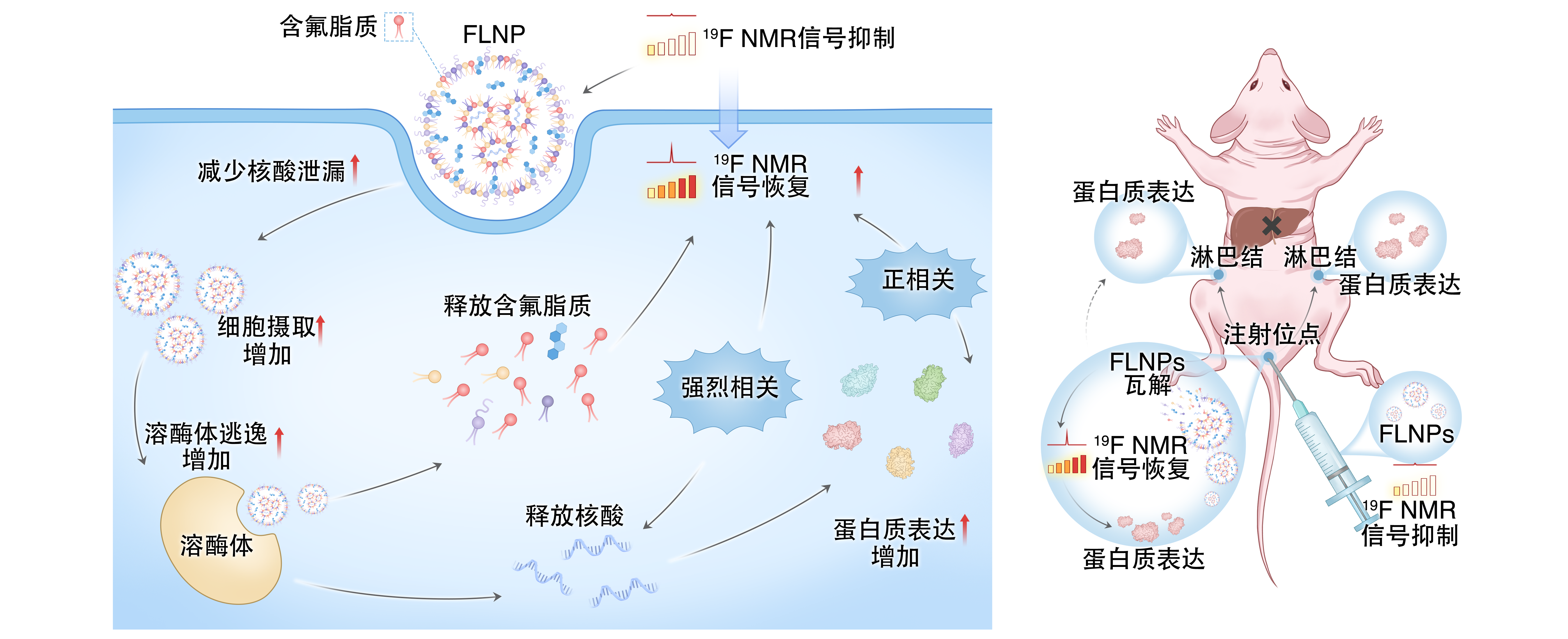 让 mRNA 在体内“看得见” PA视讯国际在mRNA疫苗递送研究方面取得重要进展